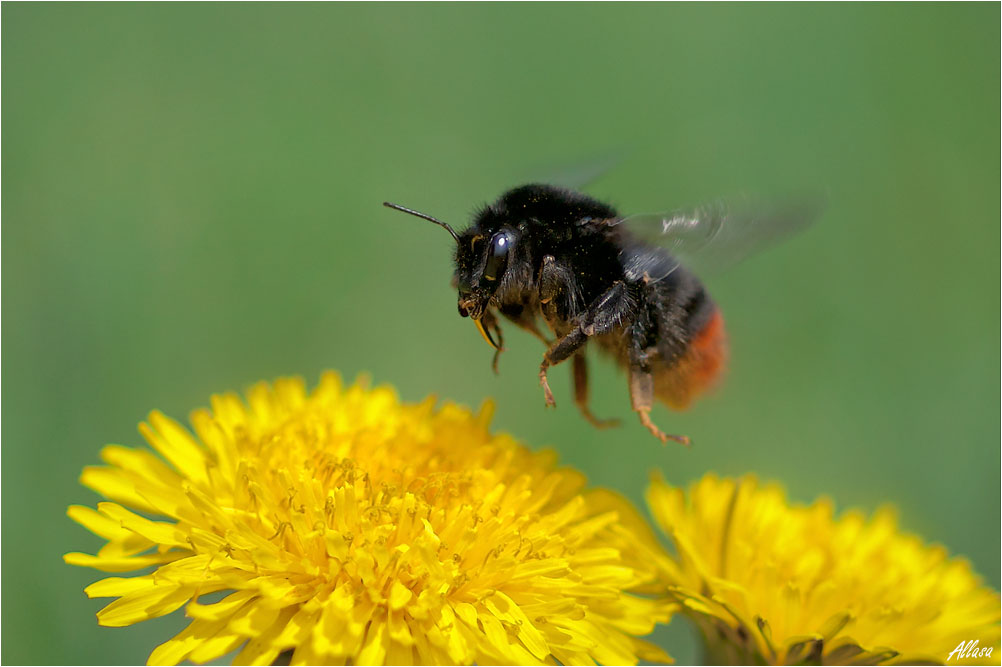 photo "***" tags: nature, insect