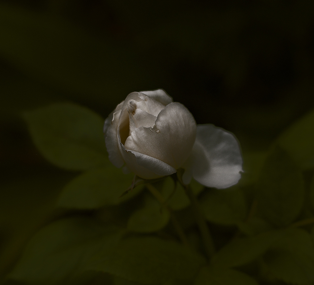 photo "***" tags: nature, flowers