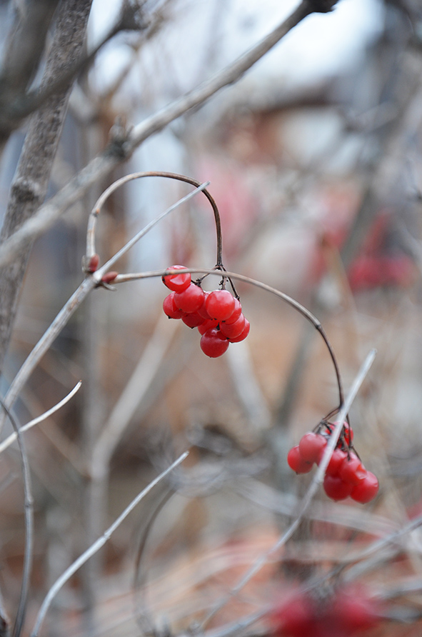 photo "***" tags: nature, flowers