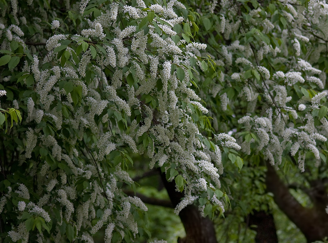 photo "***" tags: landscape, spring