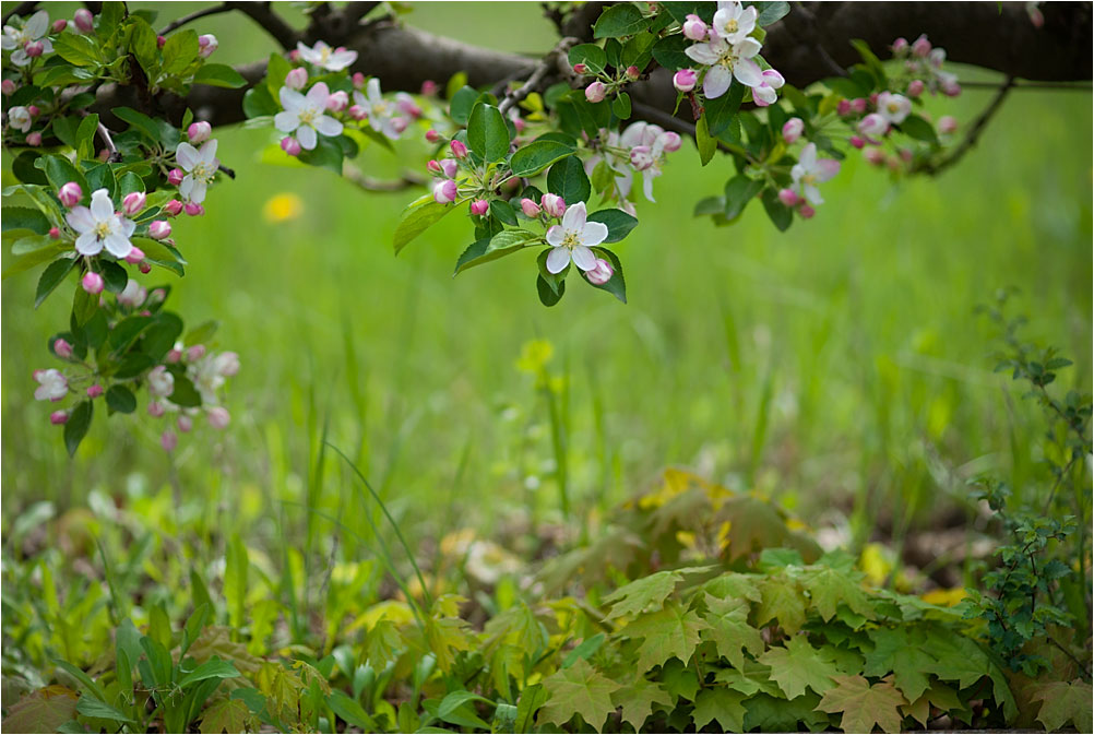 фото "Ажурная весна" метки: пейзаж, природа, весна, цветы
