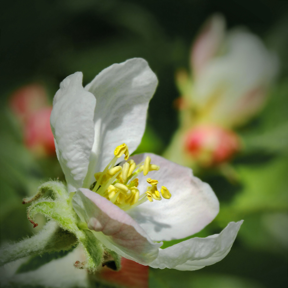 photo "***" tags: nature, macro and close-up, flowers