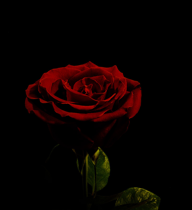 photo "Alone in the dark" tags: nature, genre, flowers