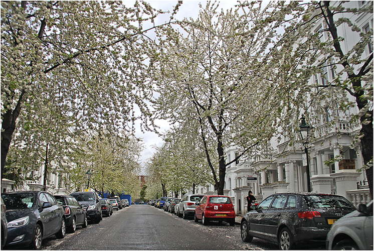 photo "***" tags: landscape, city, spring, дерева