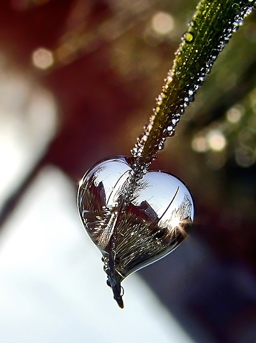 photo "***" tags: macro and close-up, still life, 