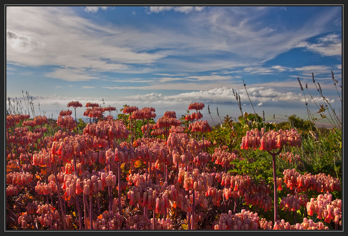 photo "Red forest" tags: landscape, nature, 