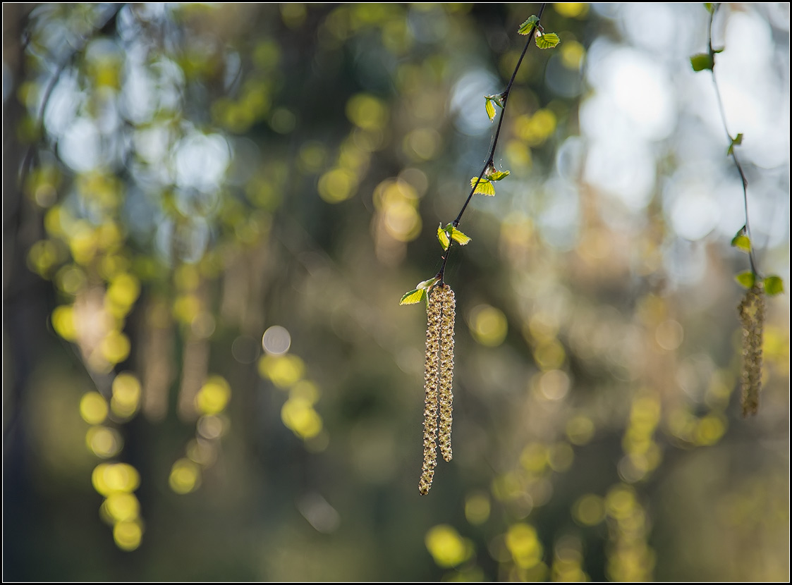 photo "birch spring" tags: nature, landscape, flowers, spring