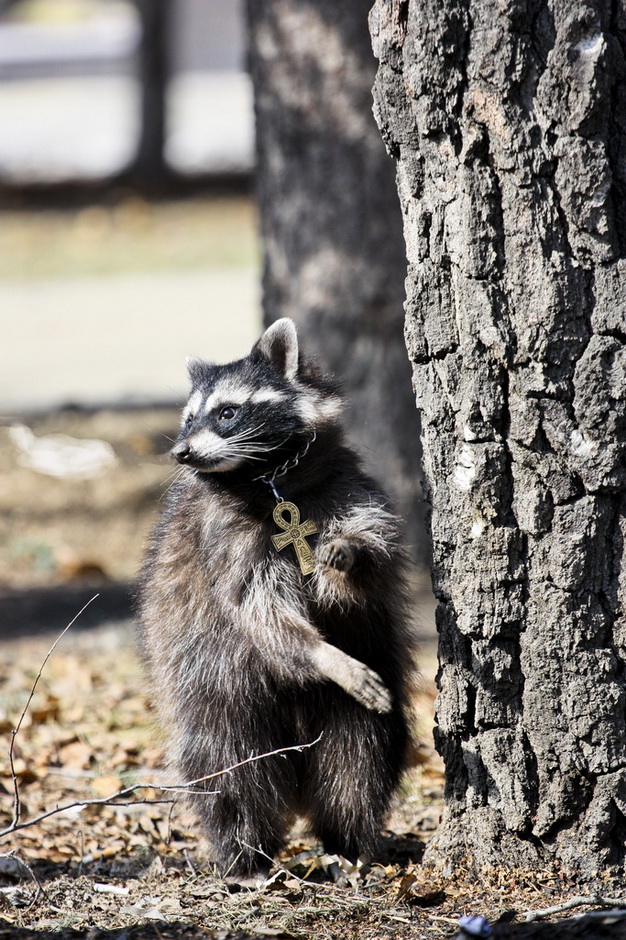 photo "***" tags: nature, wild animals