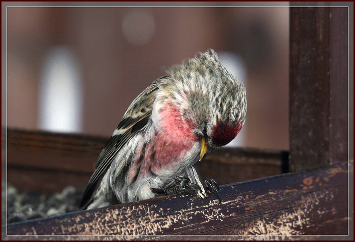 photo "Redpoll with sunflower seed" tags: nature, wild animals
