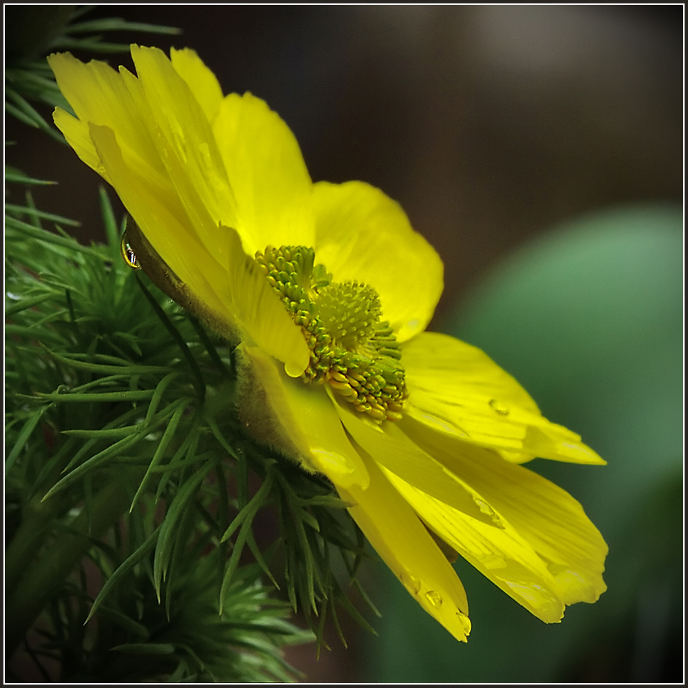 фото "Адонис весенний" метки: природа, макро и крупный план, цветы
