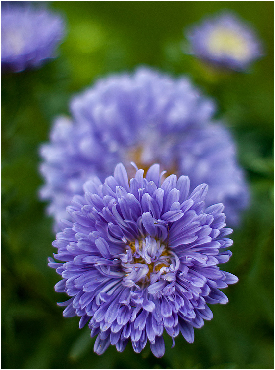 photo "* * *" tags: nature, flowers