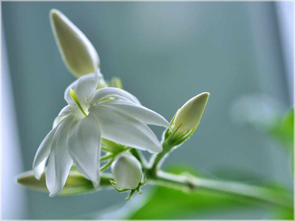 photo "***" tags: nature, macro and close-up, flowers