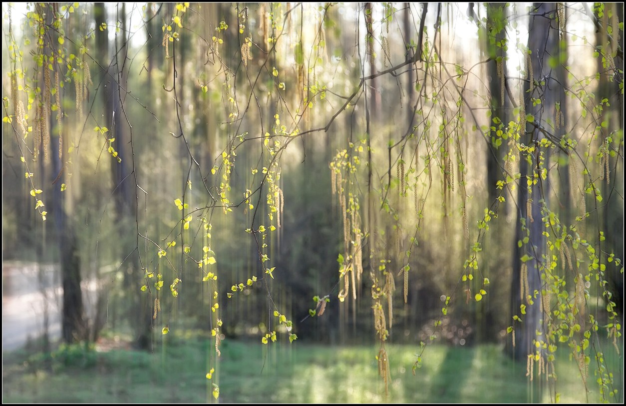 фото "берёзовый свет" метки: пейзаж, весна