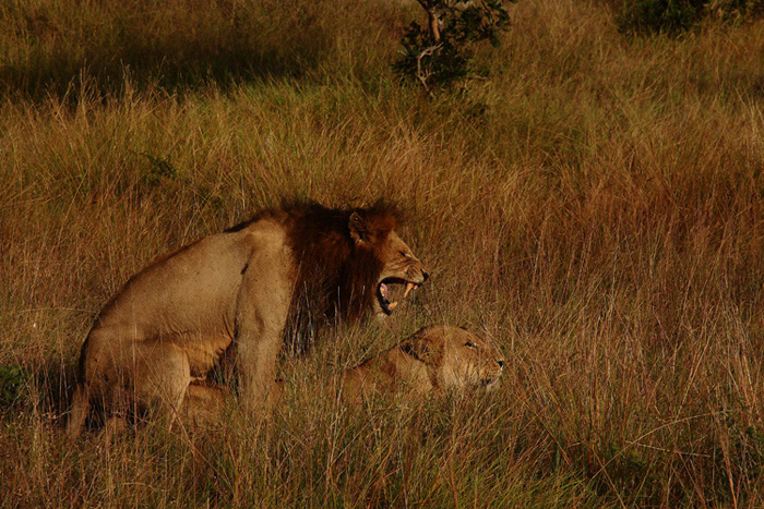 photo "***" tags: travel, nature, Africa, wild animals