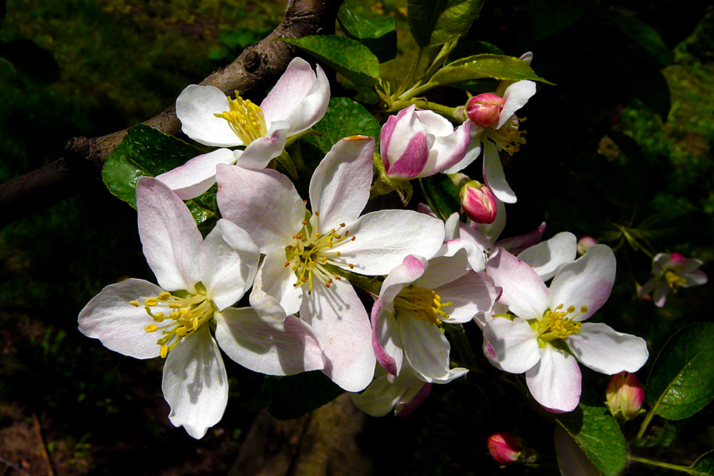 photo "Floral explosion" tags: nature, landscape, flowers, spring