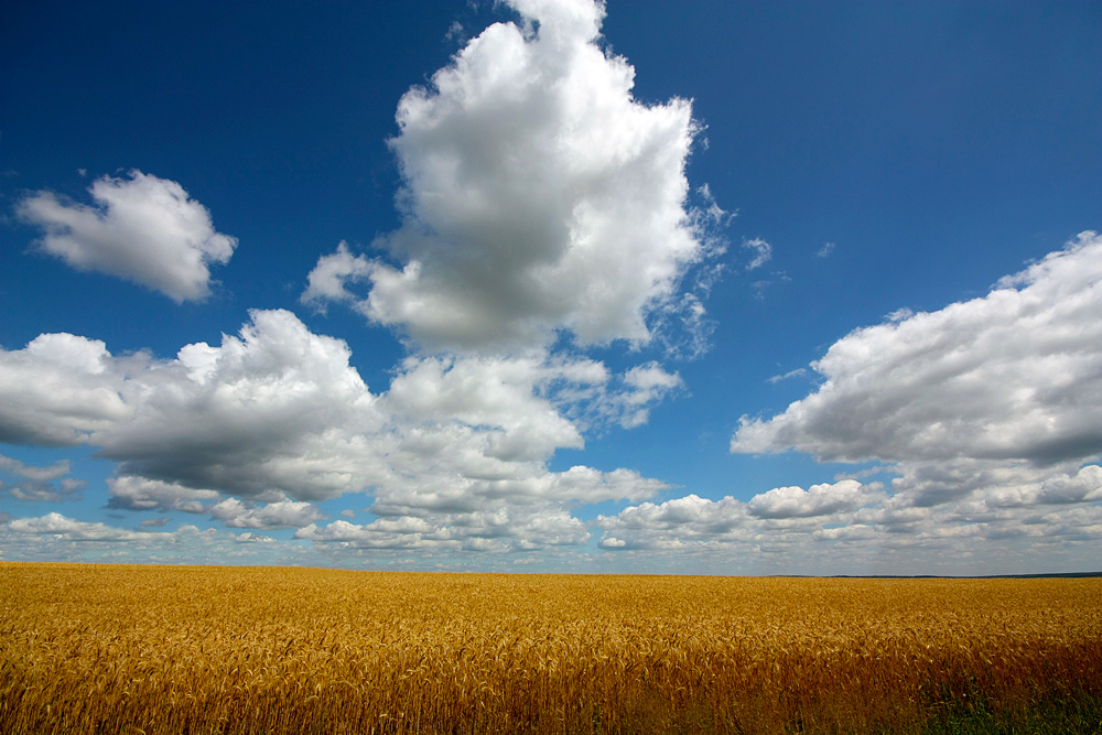 photo "Kingdom summer" tags: landscape, clouds, field, sky, summer