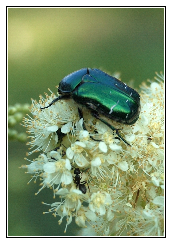 фото "Жизнь в микромире - в засаде" метки: макро и крупный план, природа, насекомое