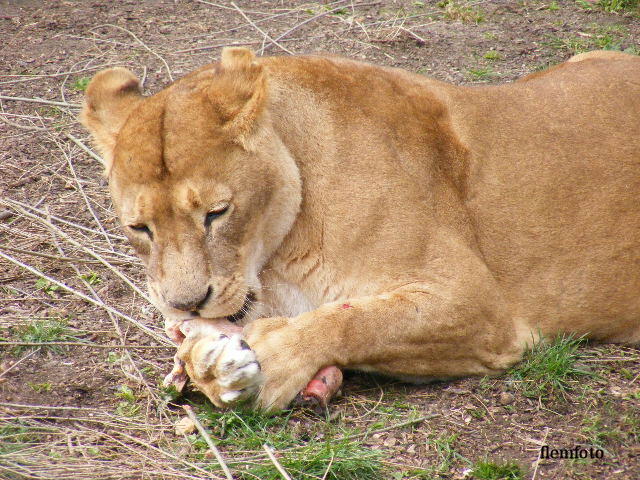 фото "Wildlife luch" метки: природа, 