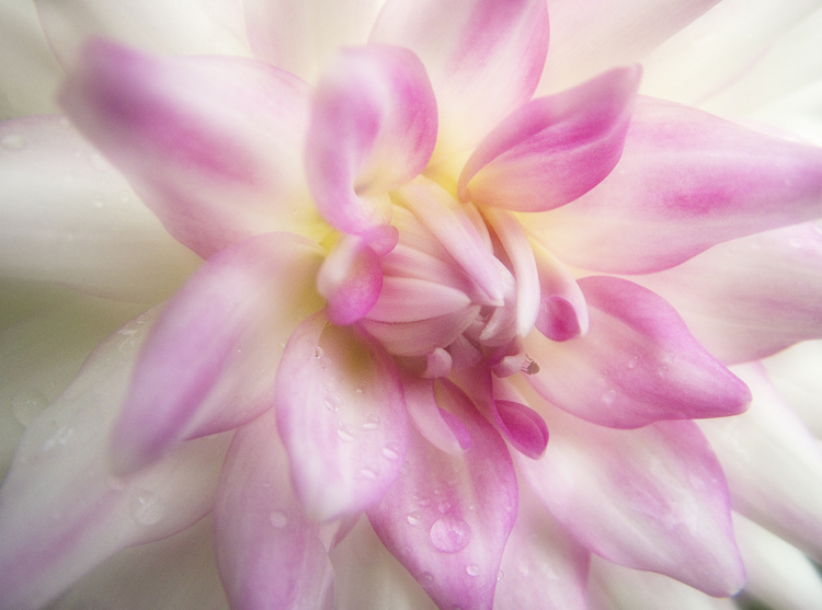 photo "dahlia III" tags: nature, abstract, flowers