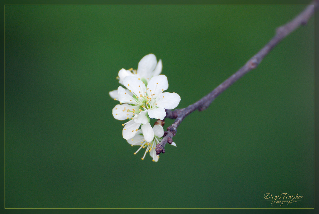 фото "a drop of spring" метки: макро и крупный план, природа, цветы