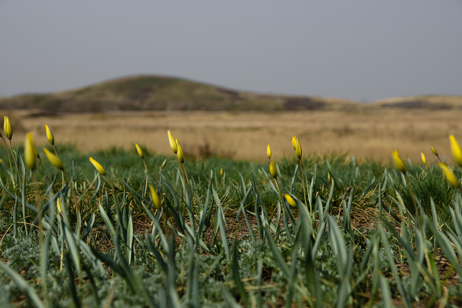 photo "***" tags: travel, landscape, Asia, spring