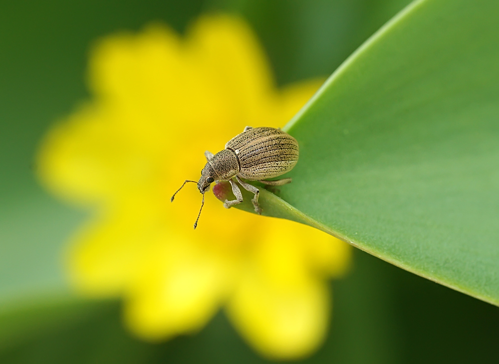 photo "макро долгоносик" tags: macro and close-up, nature, insect