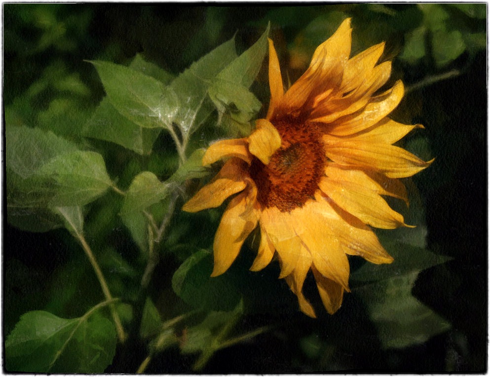 photo "sunflower" tags: nature, digital art, flowers