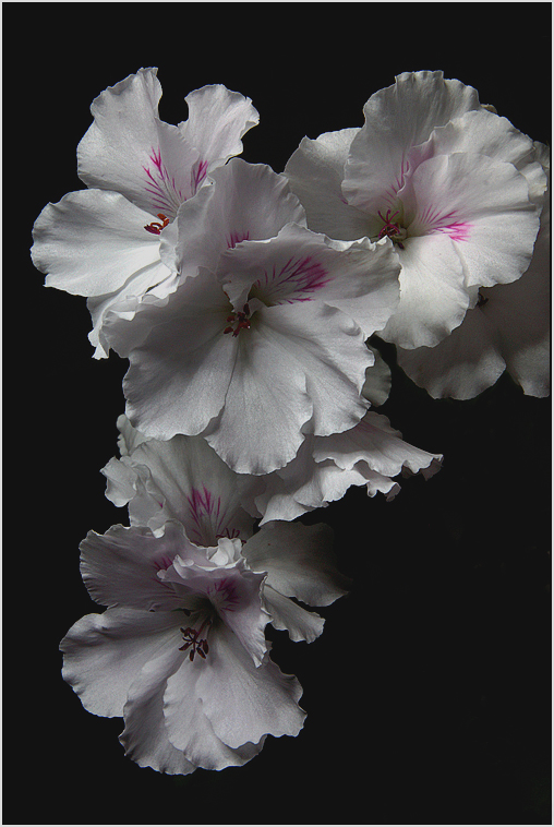 photo "* * *" tags: nature, flowers