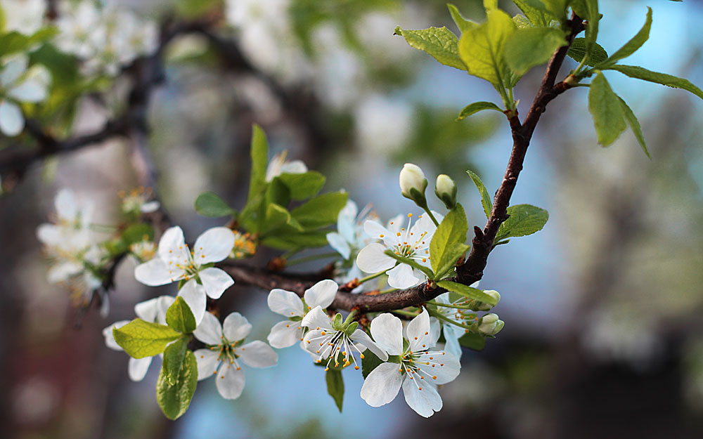 photo "***" tags: nature, flowers