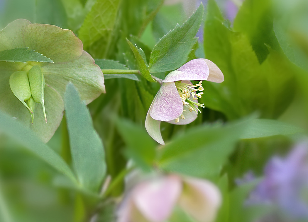 photo "***" tags: nature, flowers