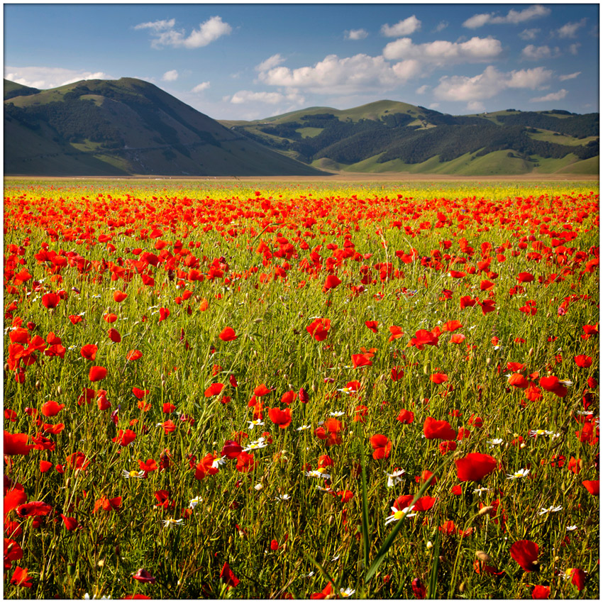 photo "Flowering" tags: landscape, spring