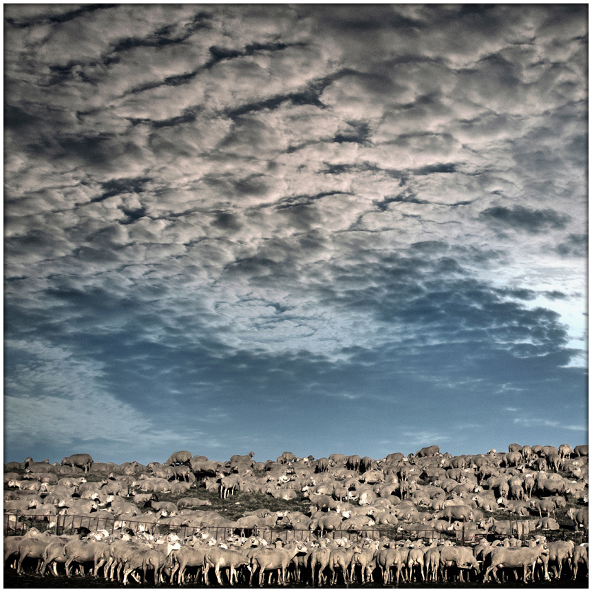фото "Flocks" метки: пейзаж, 