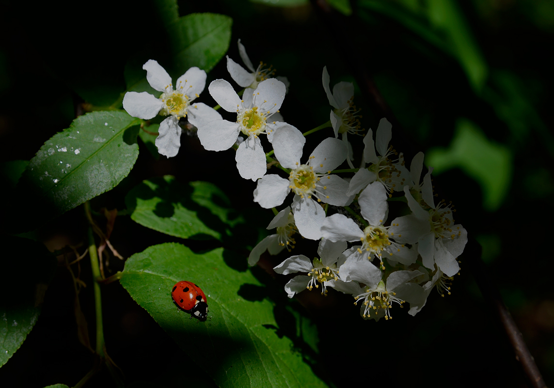 photo "***" tags: nature, flowers