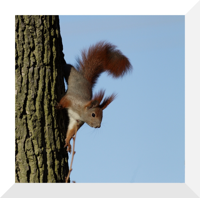 photo "Sciurus vulgaris" tags: nature, wild animals