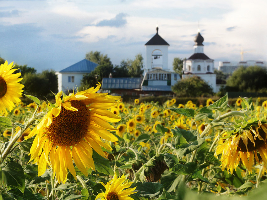 photo "***" tags: landscape, summer