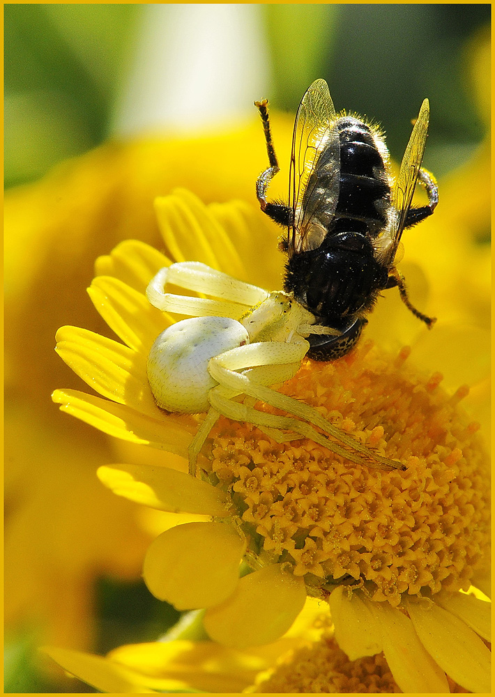 photo "***" tags: nature, macro and close-up, 