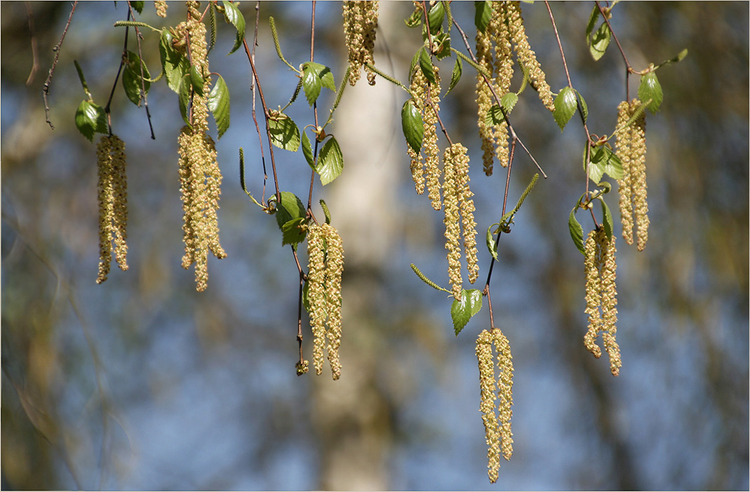 photo "They will be always" tags: nature, landscape, flowers