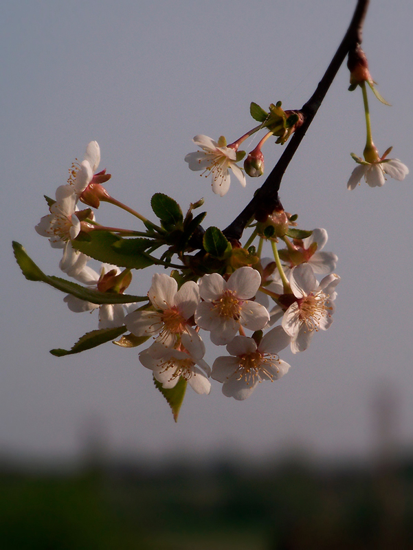 photo "***" tags: nature, flowers