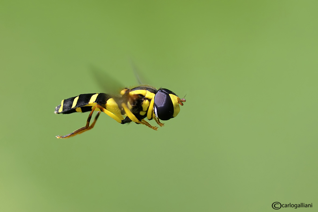 photo "Flight" tags: macro and close-up, 