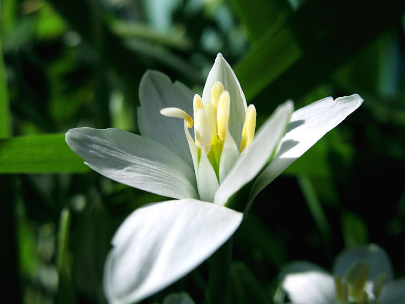 photo "***" tags: macro and close-up, nature, flowers