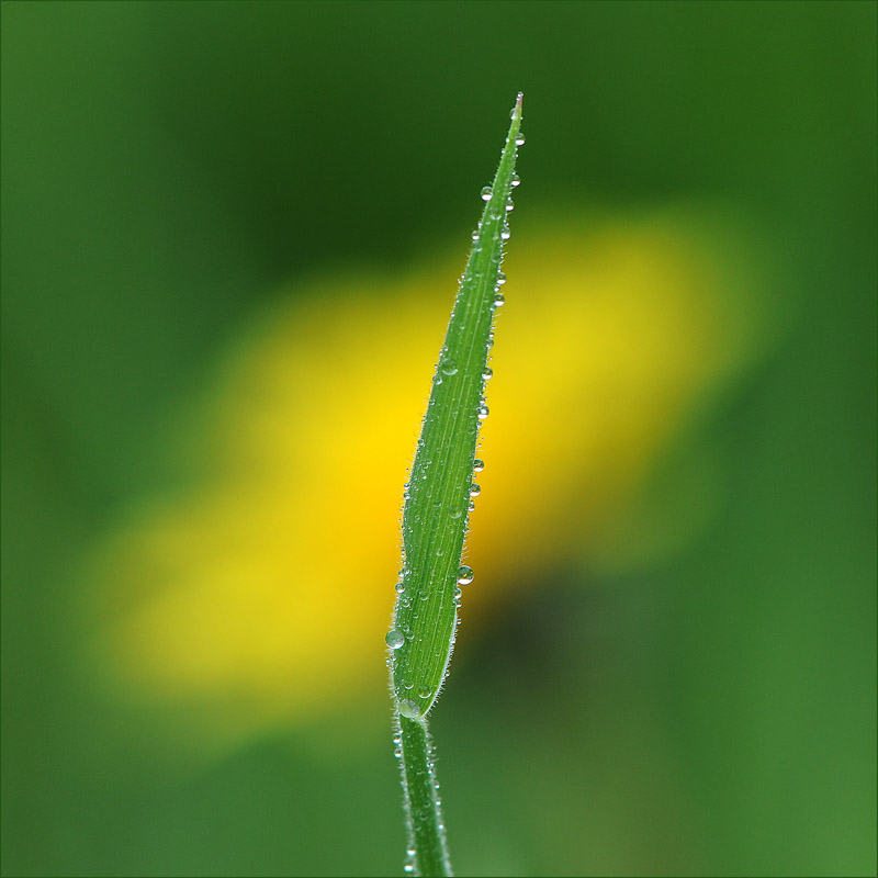 photo "The yellow cloud!" tags: nature, flowers