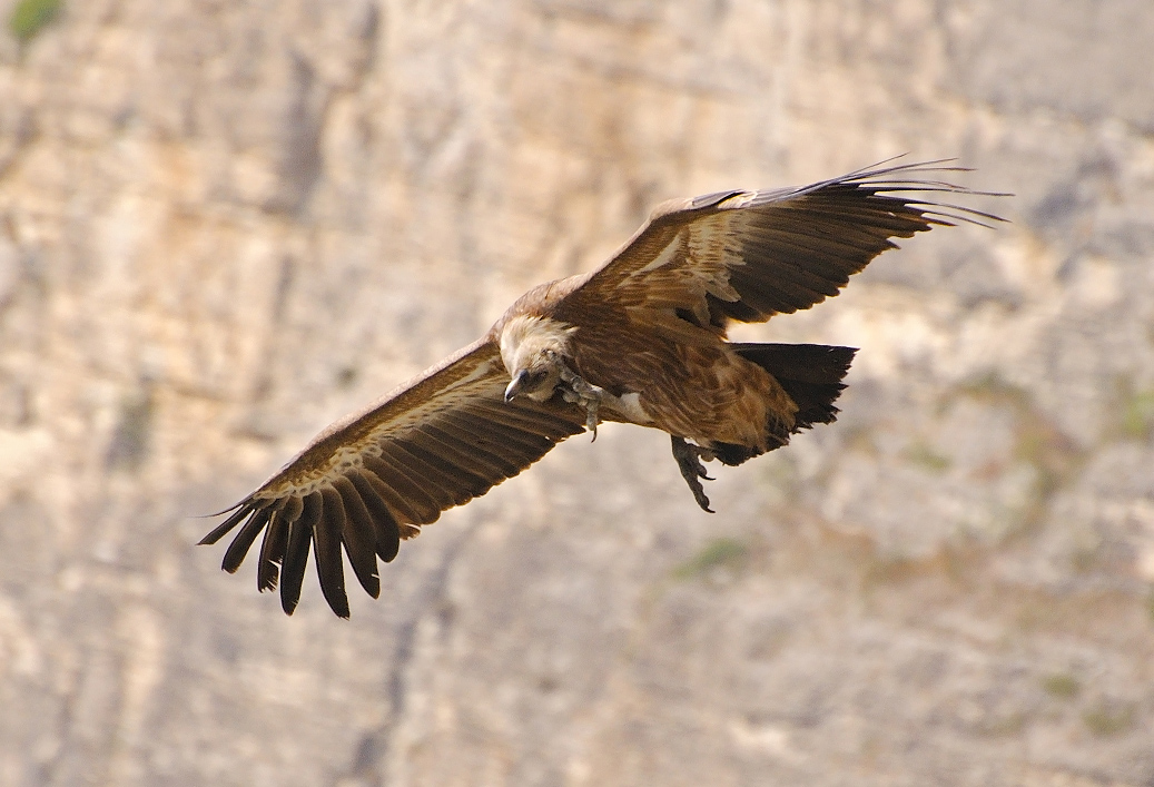 photo "***" tags: nature, wild animals