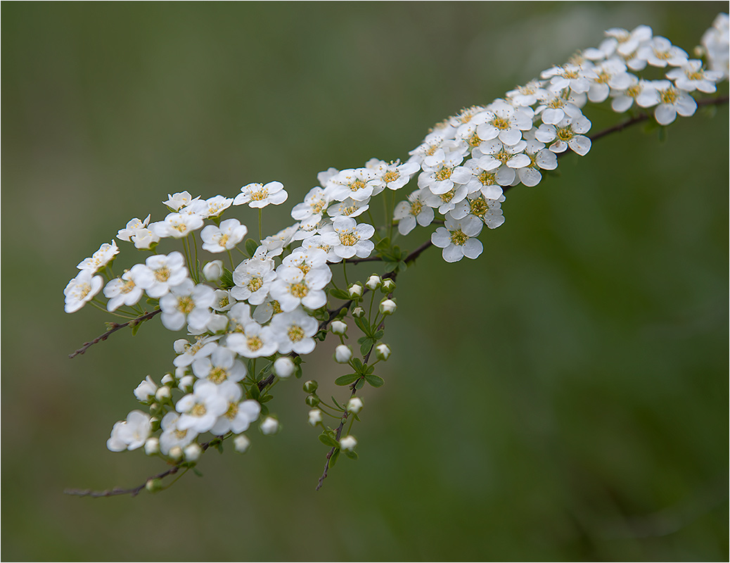 photo "***" tags: nature, flowers