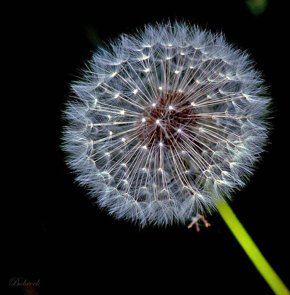 photo "***" tags: nature, flowers