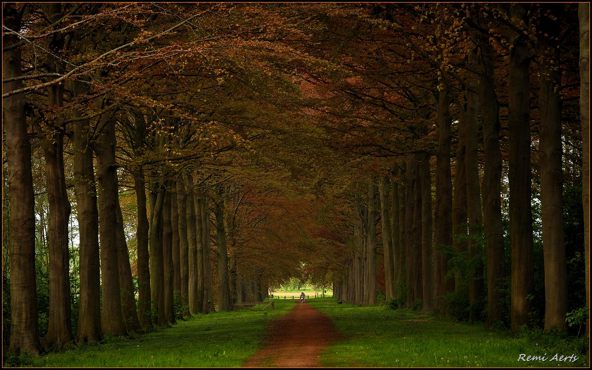 photo "***" tags: landscape, forest, spring