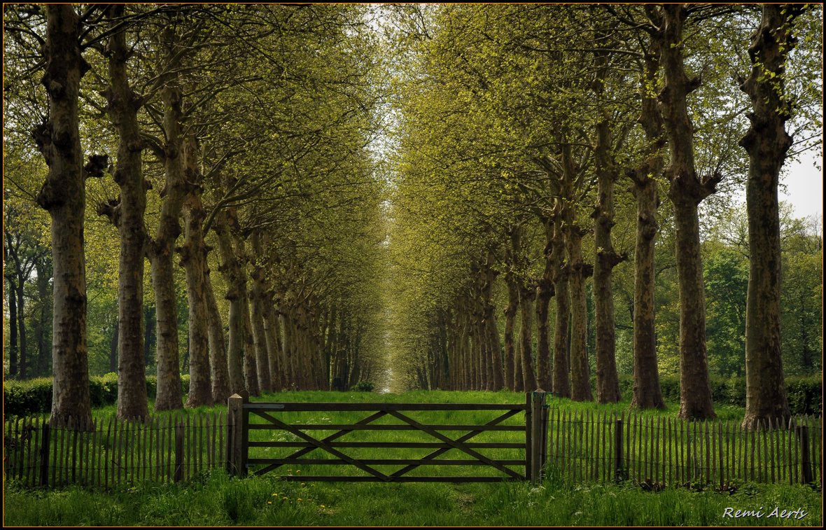 photo "***" tags: landscape, forest, spring