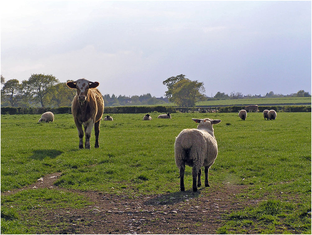 photo "***" tags: nature, genre, pets/farm animals