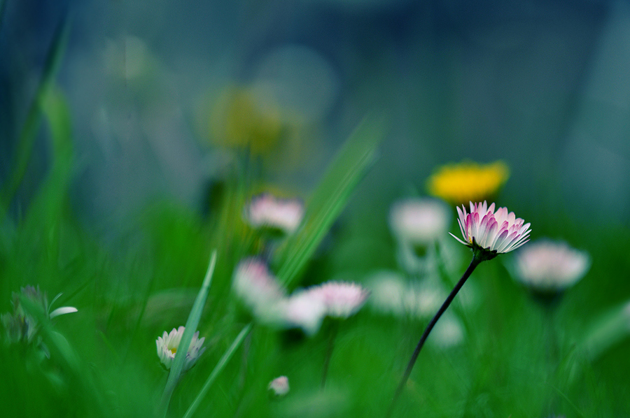 photo "***" tags: nature, flowers