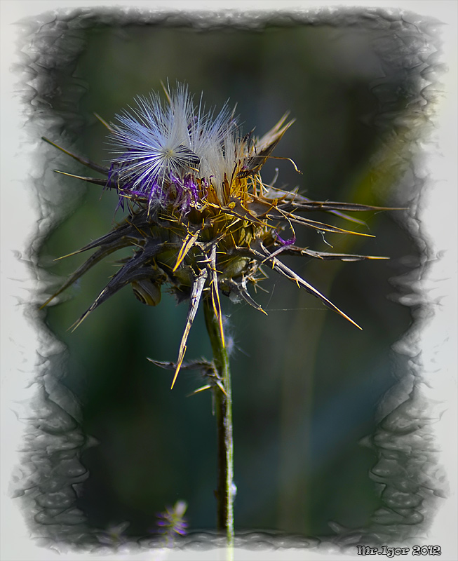 photo "Simply Flower" tags: nature, macro and close-up, flowers