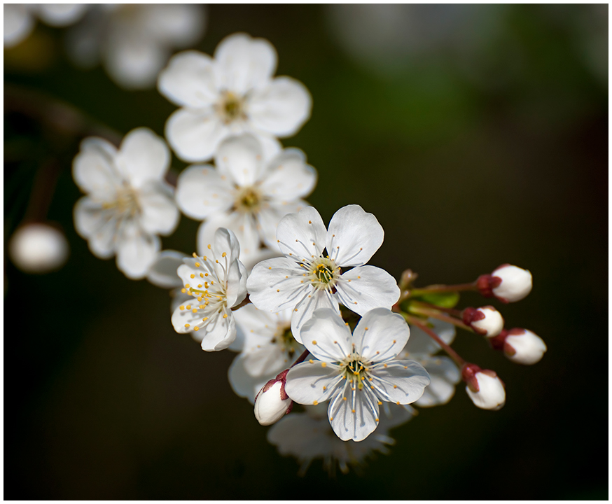 фото "Вишня цветёт" метки: природа, цветы